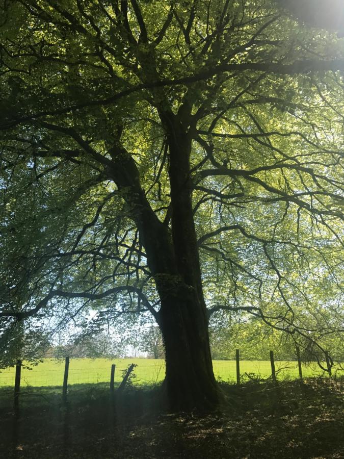 Henllys Estate B And B Llandovery Exteriör bild
